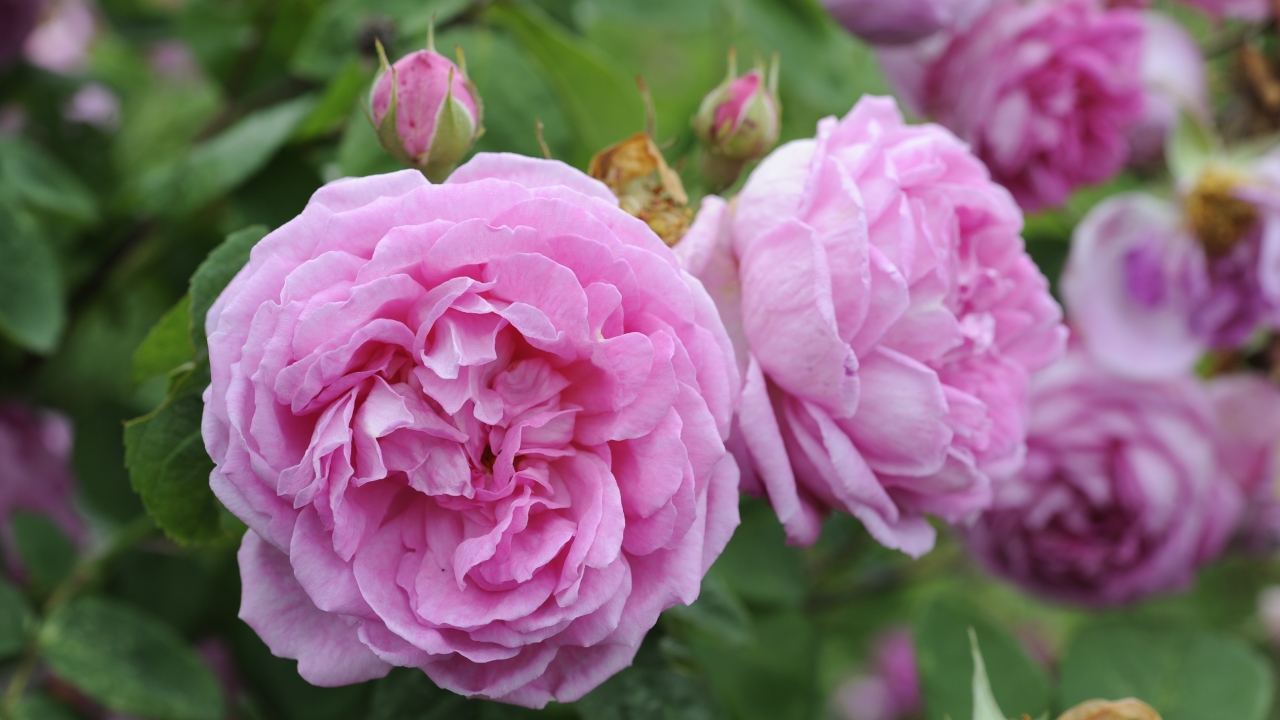 Foto av Grönt kulturarv®s bourbonrosen 'Blomsterhult'. Fotot visar två stora fyllda ljustrosa blommor med två rosenknoppar precis bakom. I bakgrunden syns fler blommor och det gröna bladverket i oskärpa.