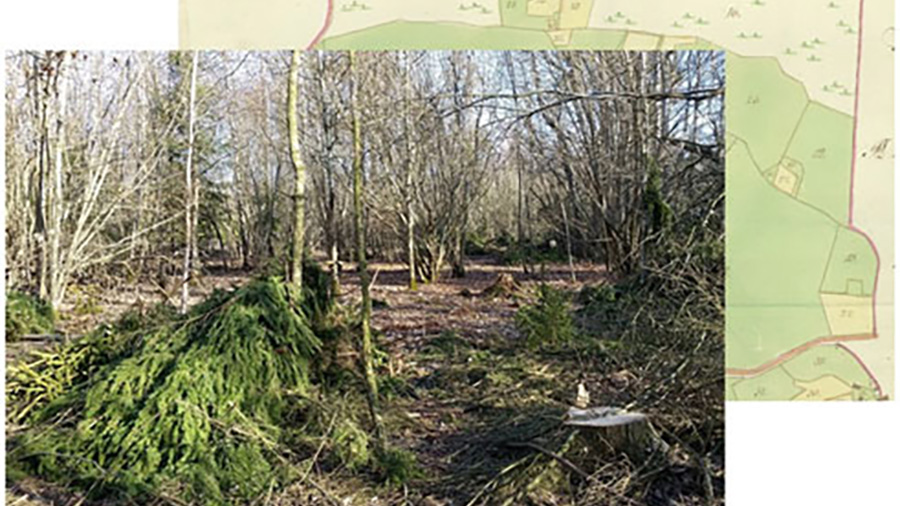 En bild på skogsbete med stubbar. En gammal karta i bakgrunden till bilden.