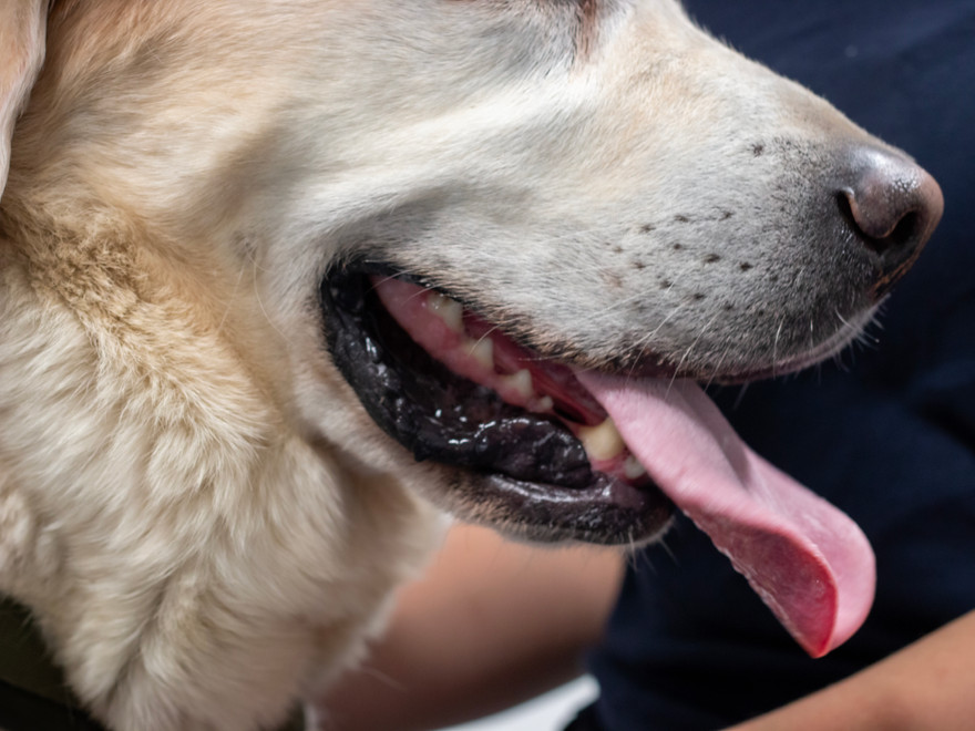 Bilden visar en närbild på en hund 