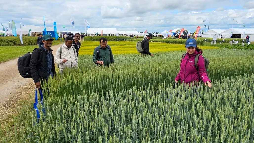 People in a wheat field with tents and flags in the background. Photo.