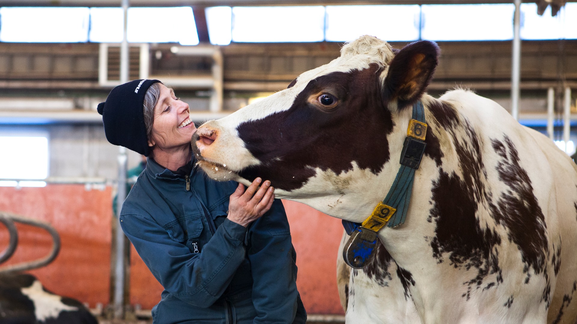 Foto av en kvinna som gosar med en ko i stall.