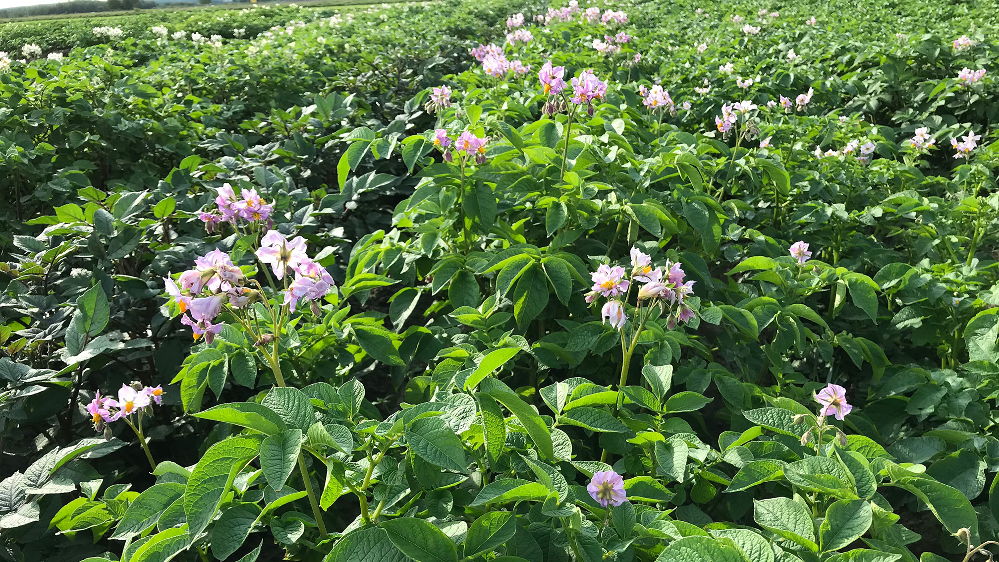 Blommande potatisplantor i fält.