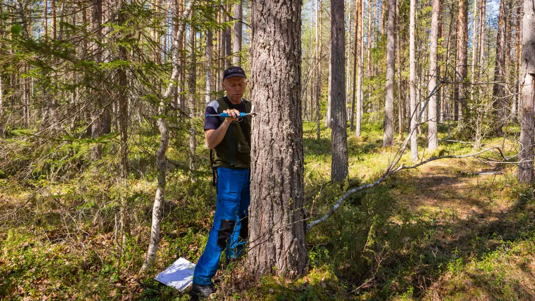 A man measuring a tree at breast height