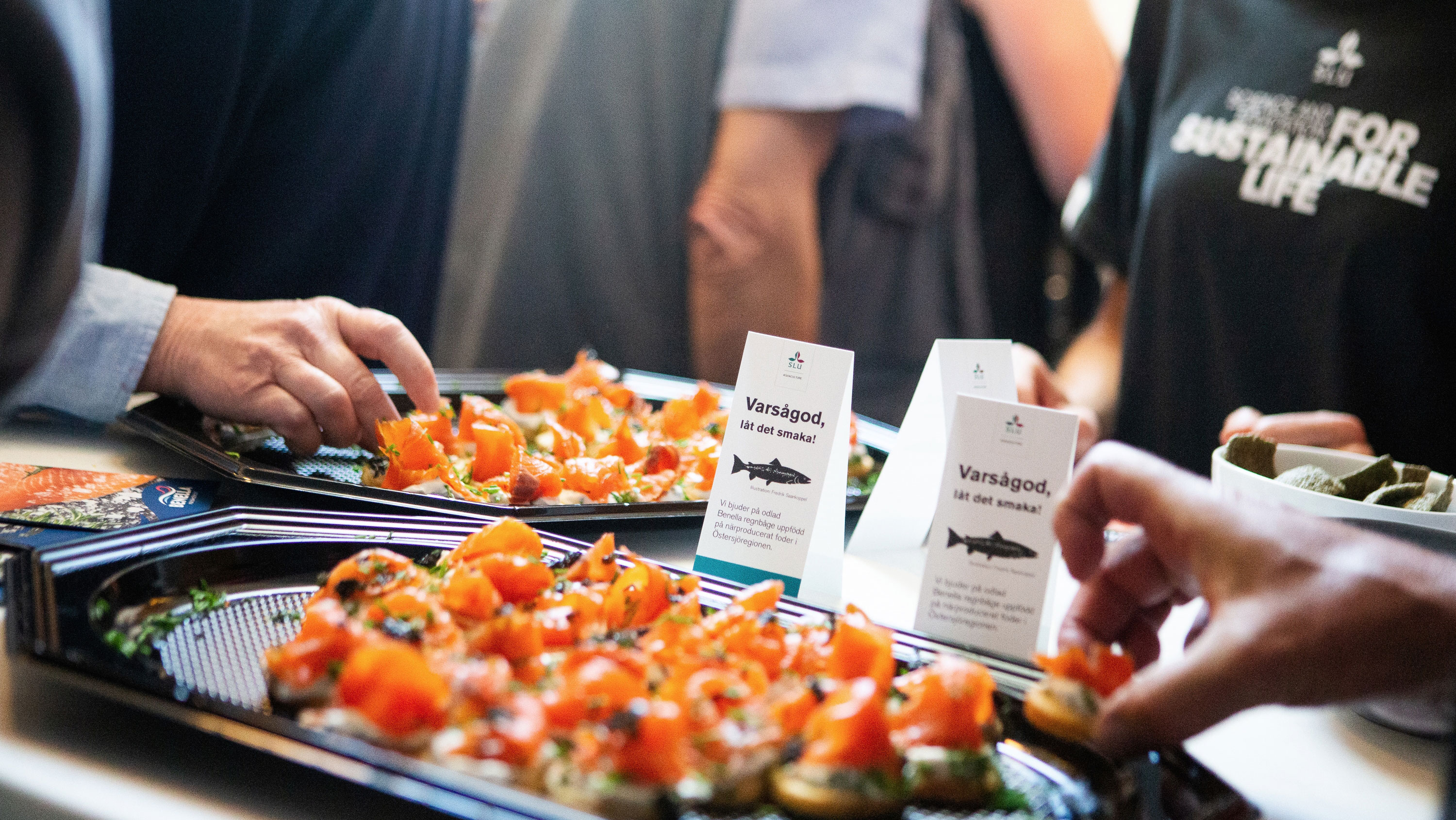 Snittar med hållbart odlad lax. Foto: Peter Rutherhagen