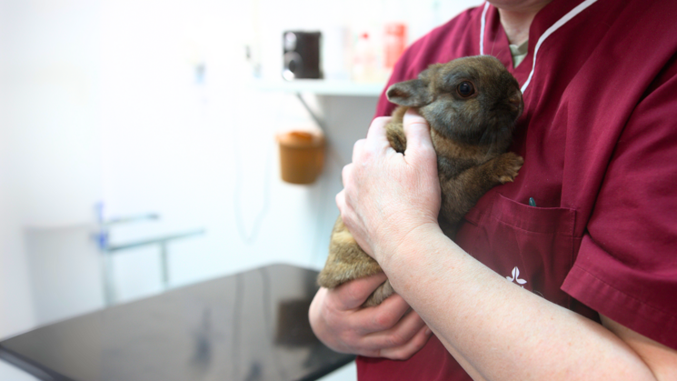 Person wearing burgundy medical clothing holding a brown rabbit in his arms.