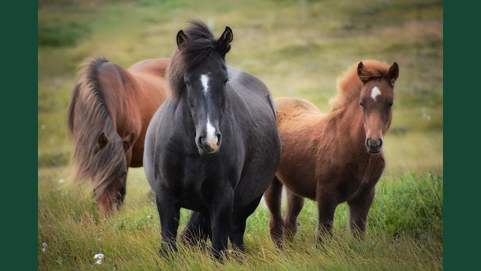 Foto av islandhästar utomhus i högt gräs.
