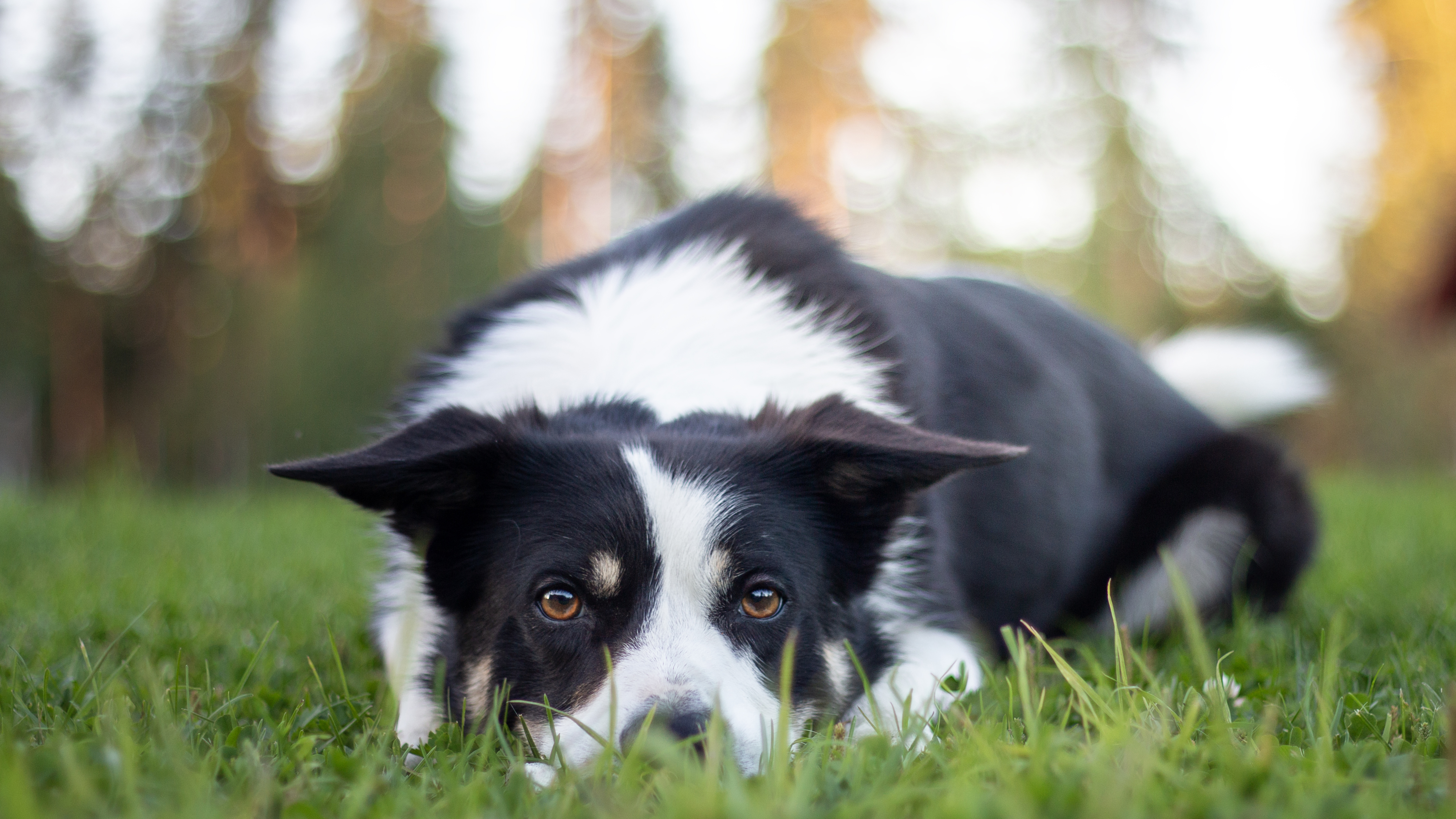 Photo of a border collie dog lying outdoors on green grass.