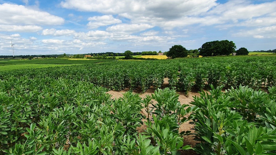 A field with crop plants.