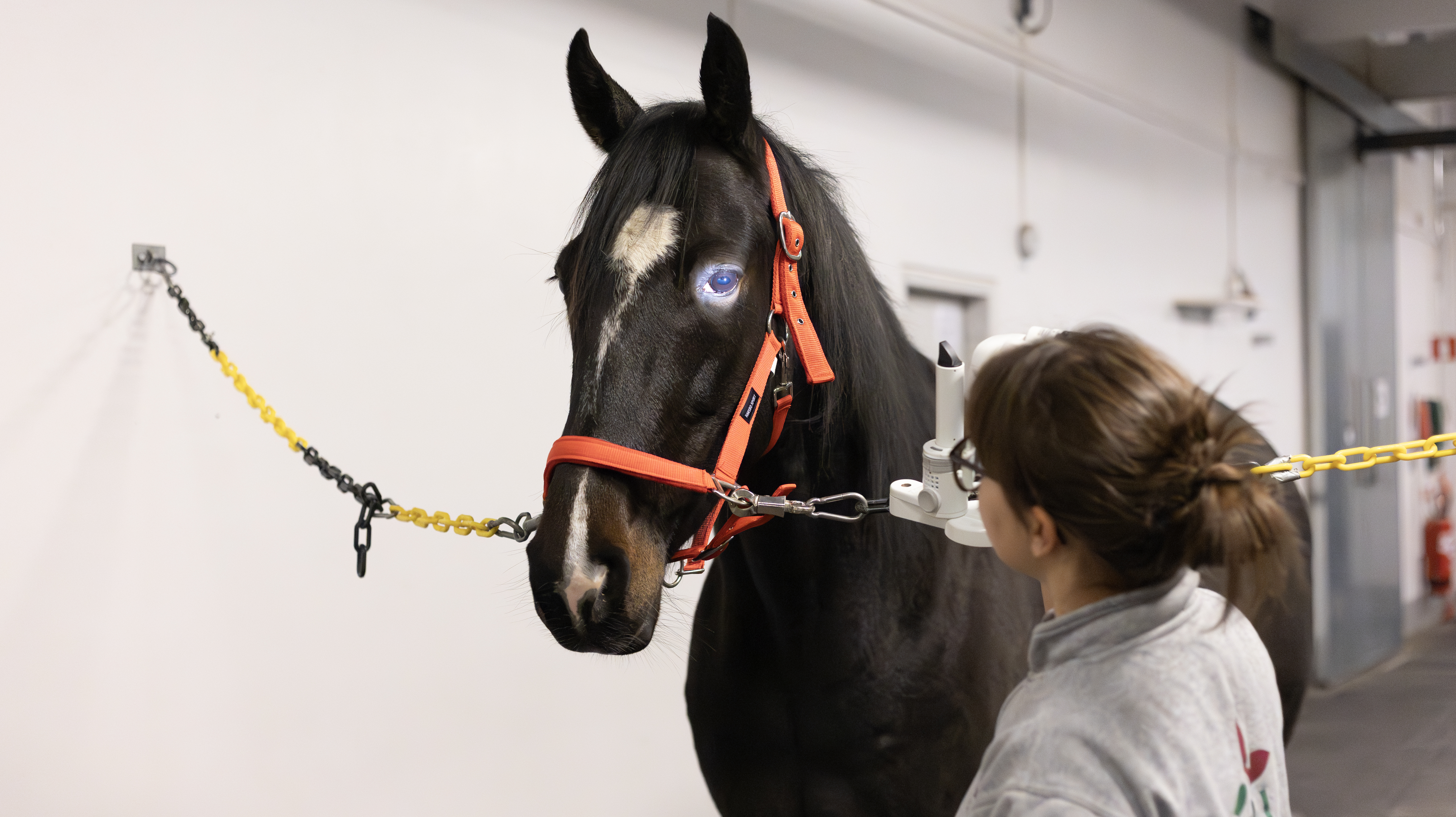 Foto av en kvinna iklädd veterinärkläder (Hanna Holmqvist, SLU) ståendes med lysande ögonlampa riktad mot en hästs öga.