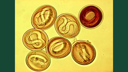 Foto av infektiösa spolmasklarver. 