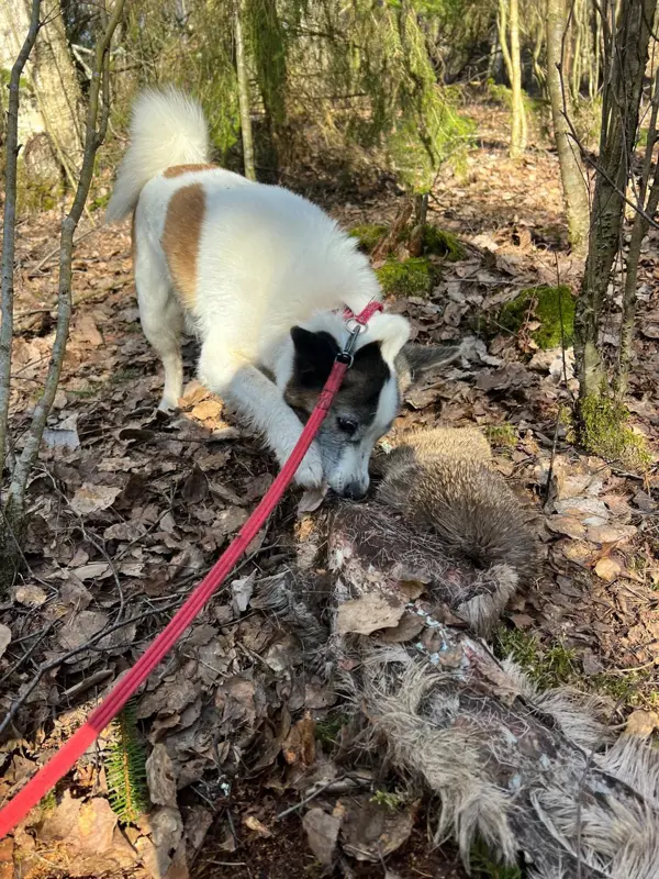Vit hund med bruna fläckar som nosar på något på marken i skogen. Foto.