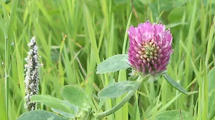Rödklöverblomma i närbild.