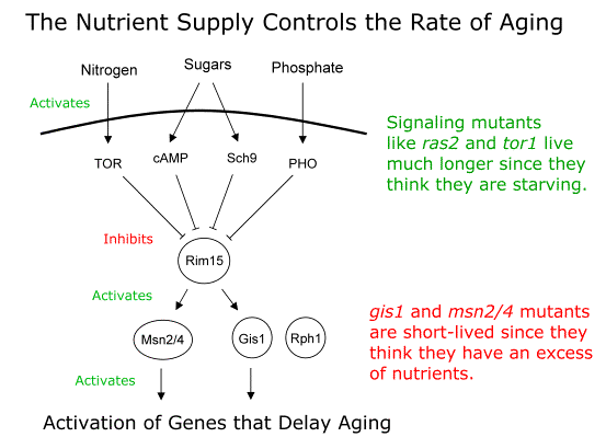Nutrient sensing pathways in yeast