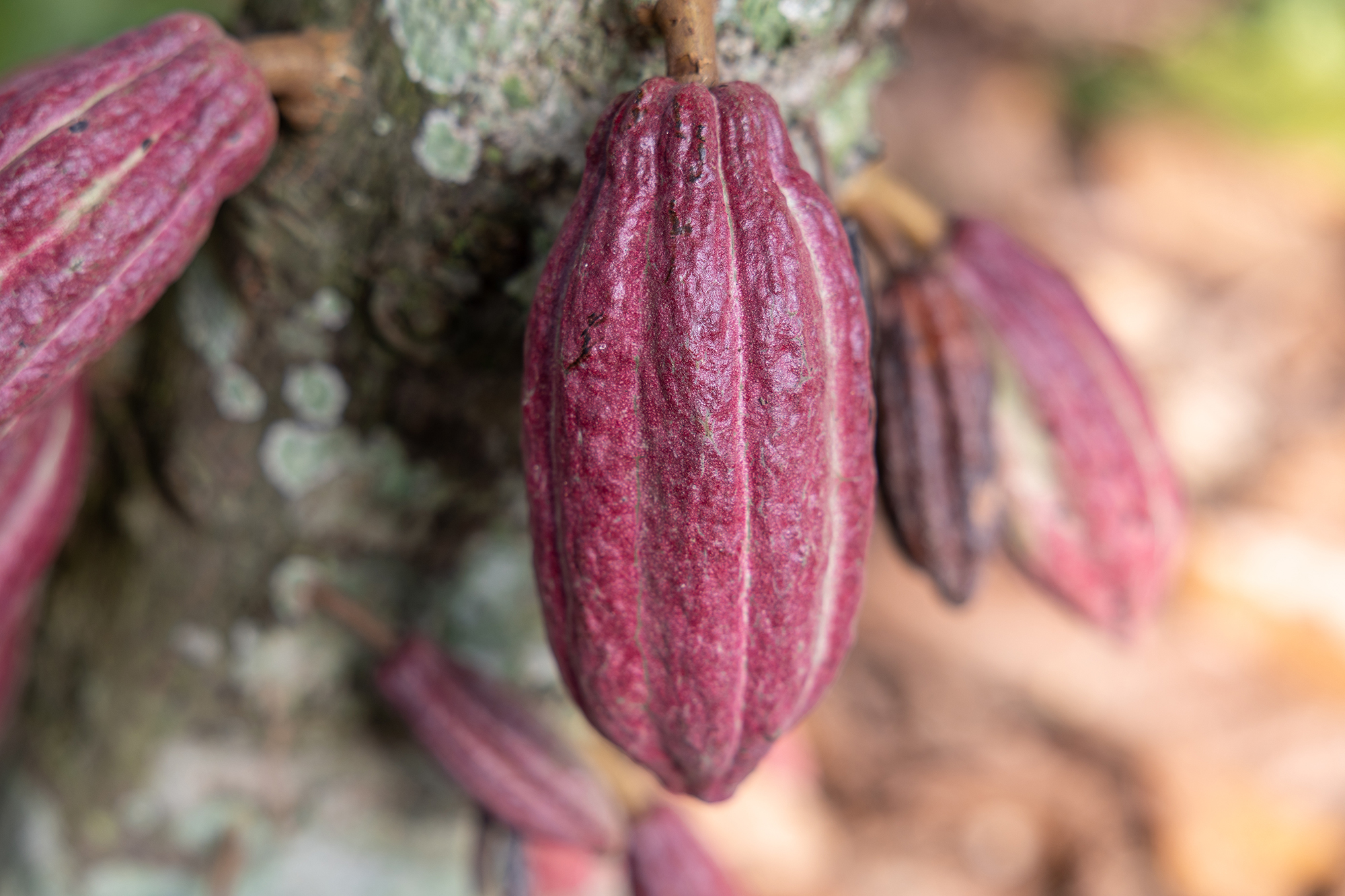 En röd kakaoböna på gren. 