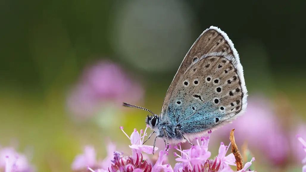prickig fjäril på rosa blomma. Foto