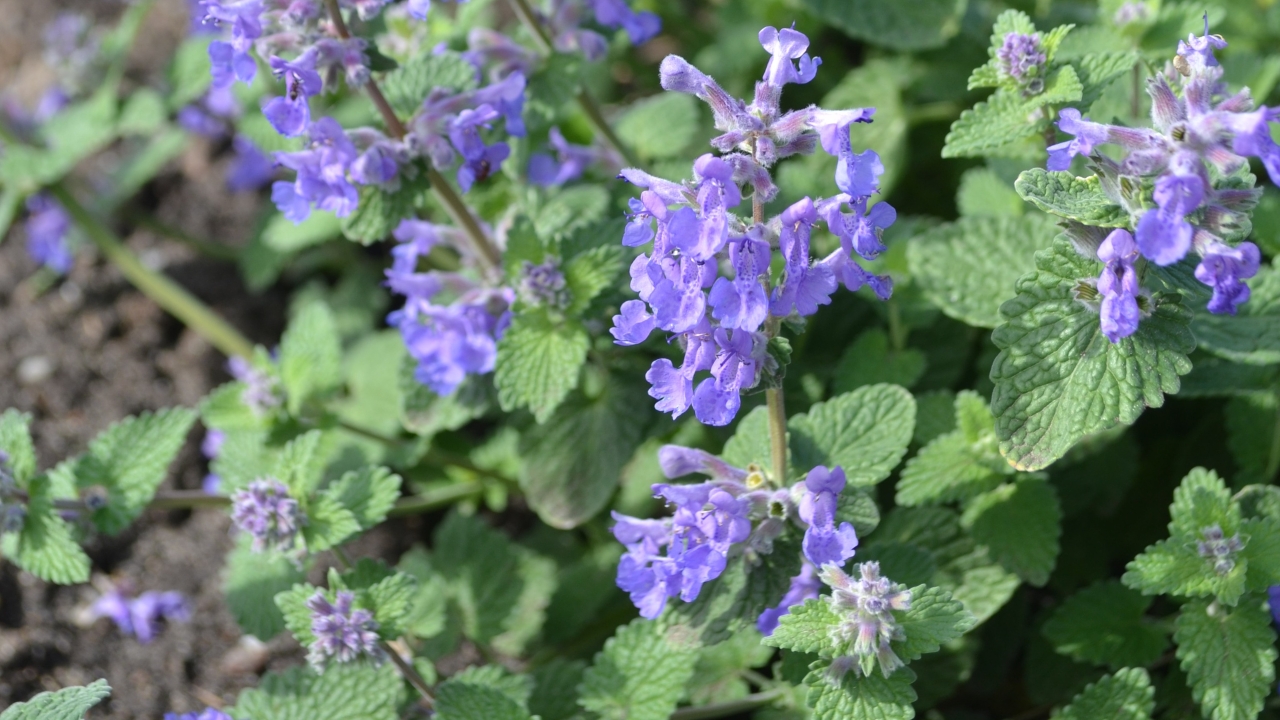 Foto av Grönt kulturarv®s bergnepeta 'Linghem'. Fotot visar de blålila läppformade blommorna som är fullt utslagna. Runt omkring syns det något mintgröna bladverket med tydliga ådror och krusig kant.