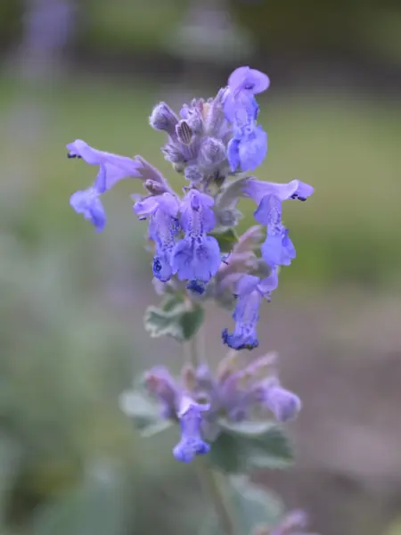 Foto av Grönt kulturarv®s bergnepeta 'Linghem'. Fotot visar de blålila läppformade blommorna som både är utslagna och i knopp. Ur fokus anas fler blommor, grönt bladverk och en gräsmatta.
