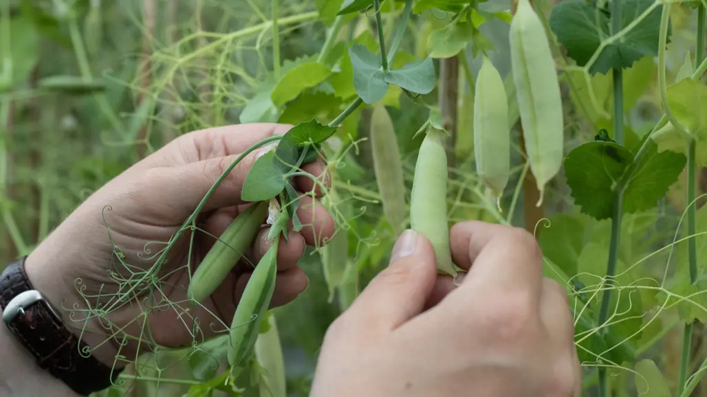 Händer håller i en ärtskida på en planta i växthus.
