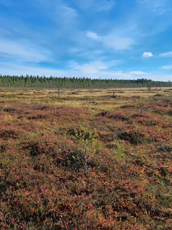 Myrlandskap i Sverige. Bild: Jacob Smeds/SLU.