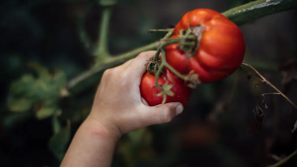 En barnhand plockar tomater. Foto.