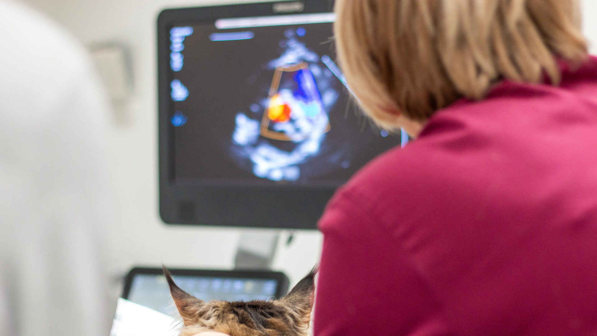 A screen showing abstract shapes in white, gray, red and blue colors. In front of the screen stands a woman with short hair and burgundy clothes. Below the screen is a pair of brown cat ears.