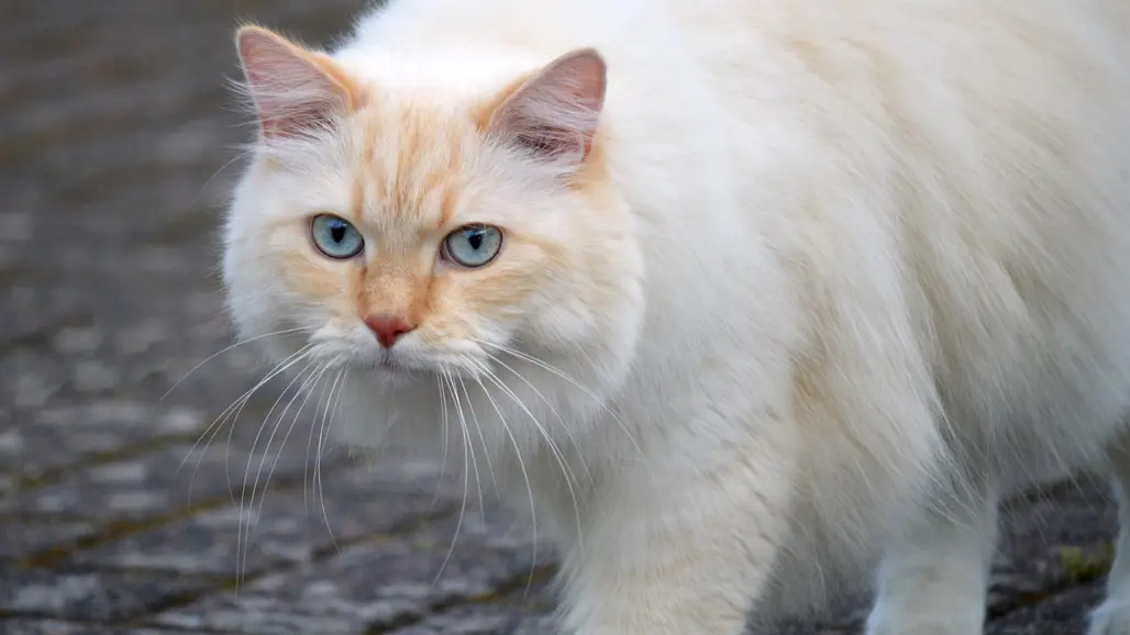 Vit stor katt. Foto.