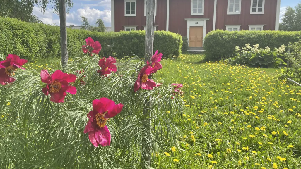 I förgrunden ses en rödblommande herrgårdspion. I bakgrunden ses ett stort gammal trähus, målat i rött.