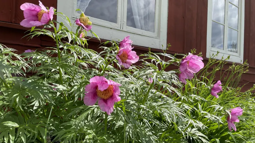 Rosablommande pioner, som är en del av klonarkivet, blommar under ett spröjsat fönster.