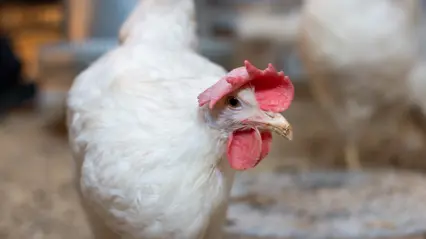 Laying hen