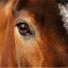 Bild av en brun häst, närbild på huvudet och ögat. 