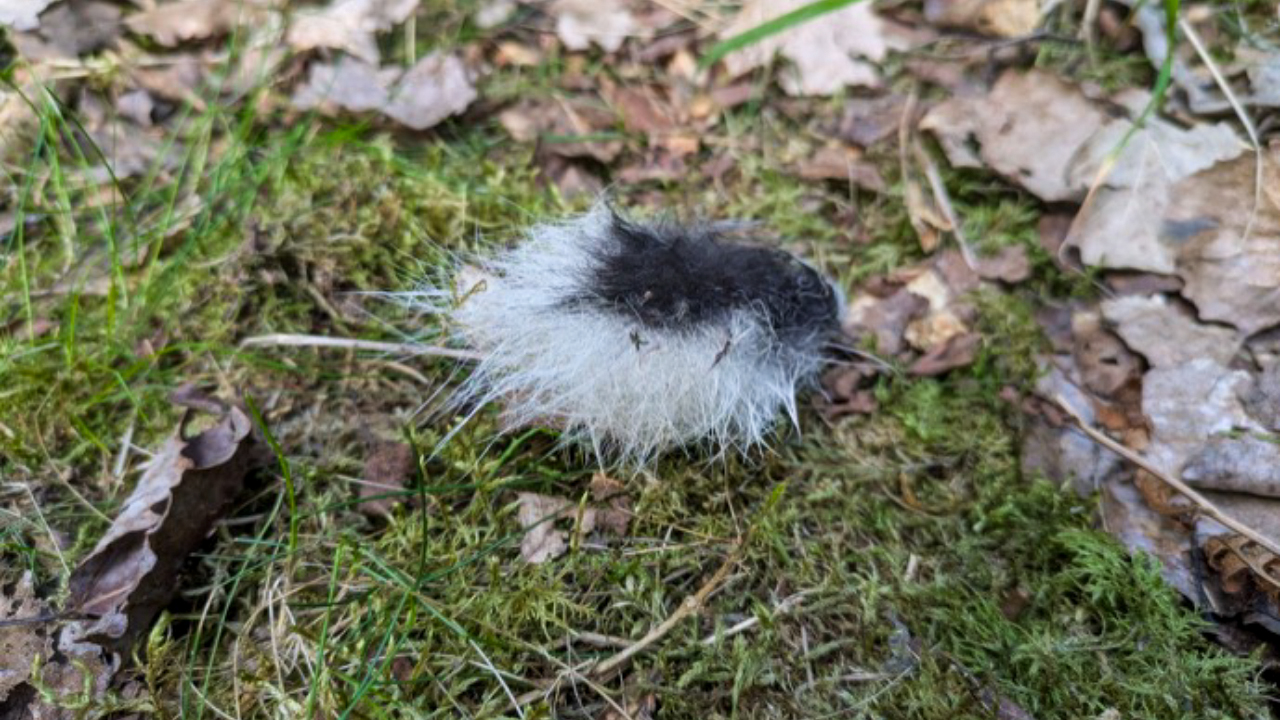 En svartvit, fluffig tofs – som liknar en liten svans eller pälsbit – ligger på en mossig mark täckt av grönt gräs och torra bruna löv i en skogsmiljö. Foto.