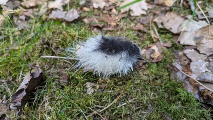 En svartvit, fluffig tofs – som liknar en liten svans eller pälsbit – ligger på en mossig mark täckt av grönt gräs och torra bruna löv i en skogsmiljö. Foto.