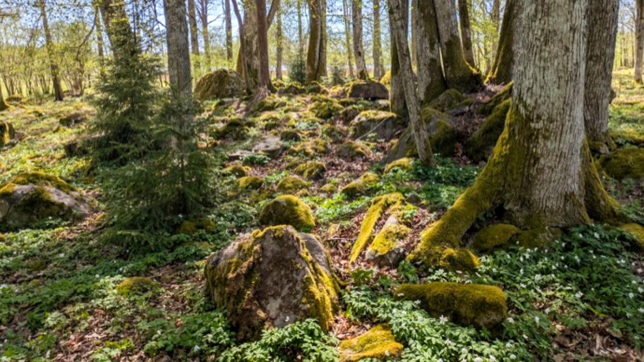 En solbelyst skog med höga träd vars stammar är täckta av mossa vid basen. Marken är ojämn och täckt av gröna mosskuddar, stenar och låg växtlighet, med inslag av torra löv. Ljuset filtreras genom trädkronorna och skapar en lugn, naturlig miljö. Foto.