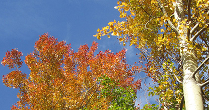 Aspen in autumn colors, photo Mats Hannerz
