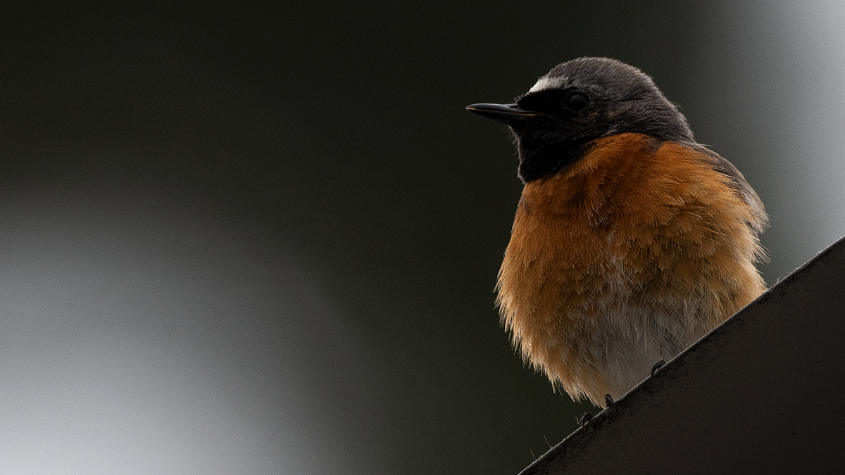 Fågel med röd-orange bröst sedd underifrån sitter på mörk diagonal kant. Foto