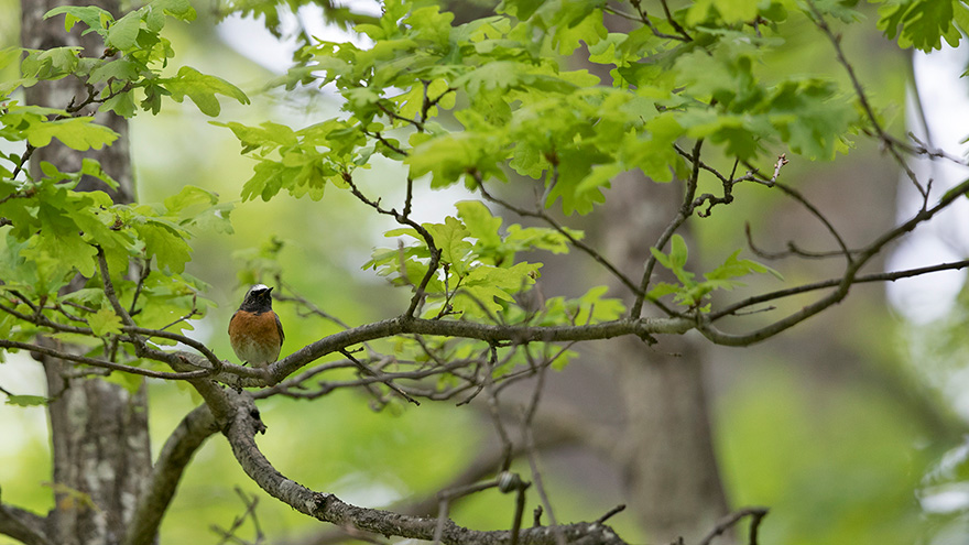 Fågel med röd-orange bröst sitter på kvist. Foto