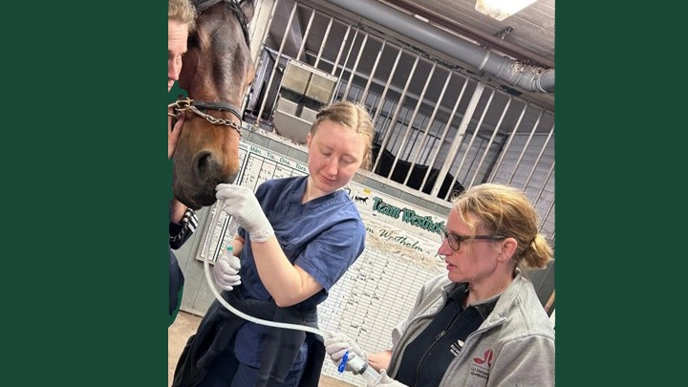 Photo of veterinarians examining a brown horse.