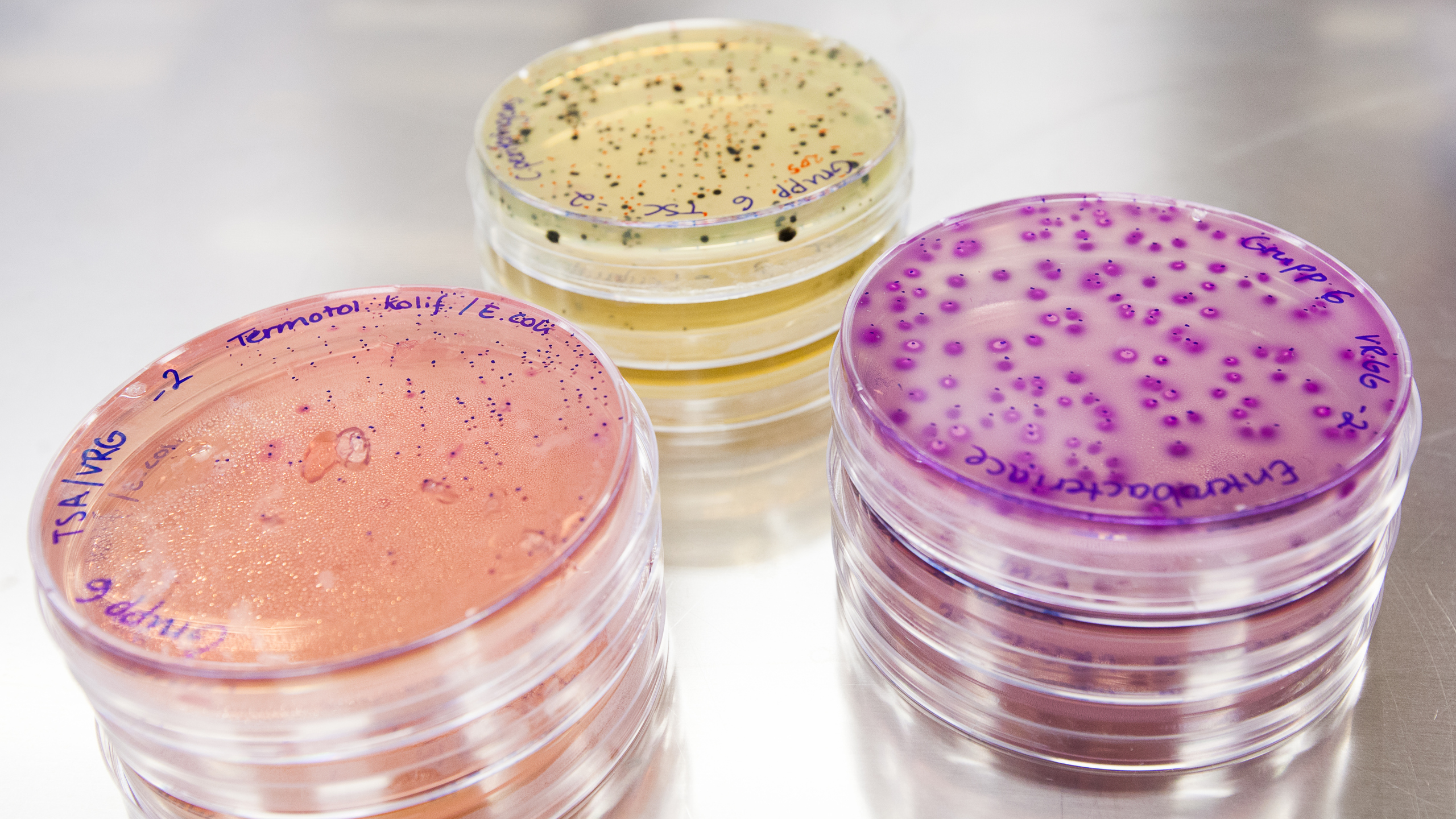 Bakterieodlingar i petriskålar. Foto.