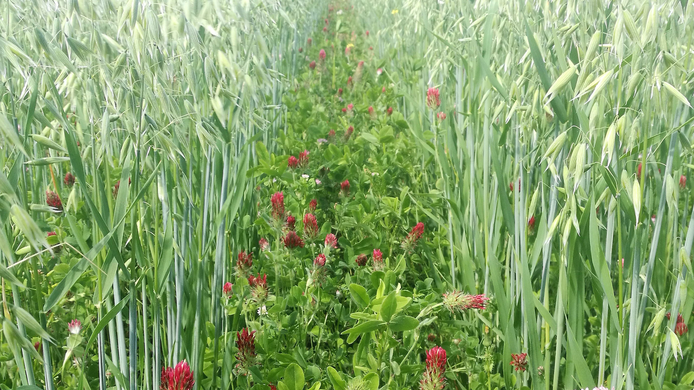 Ett fält med havre, blorklöver och doftklöver.