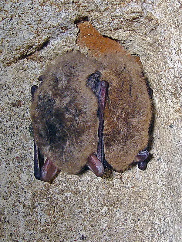 Hårigt djur på mot stenvägg. Foto