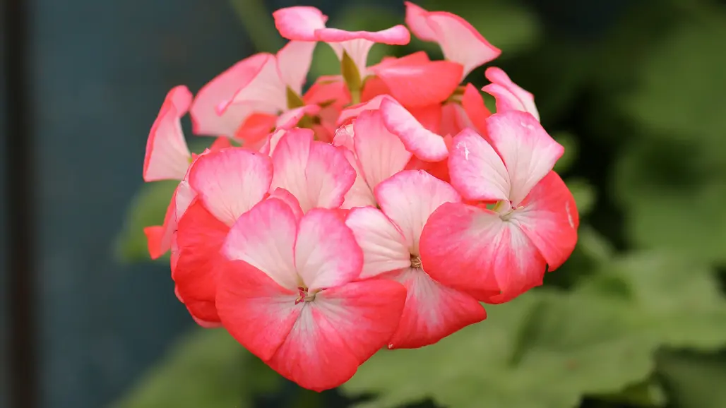 Närbild av Grönt kulturarv®- pelargonen 'Skinnartorp'. Fullt utvecklad blomma i hallonrött, pudrat med vitt.