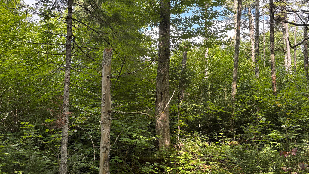 skog