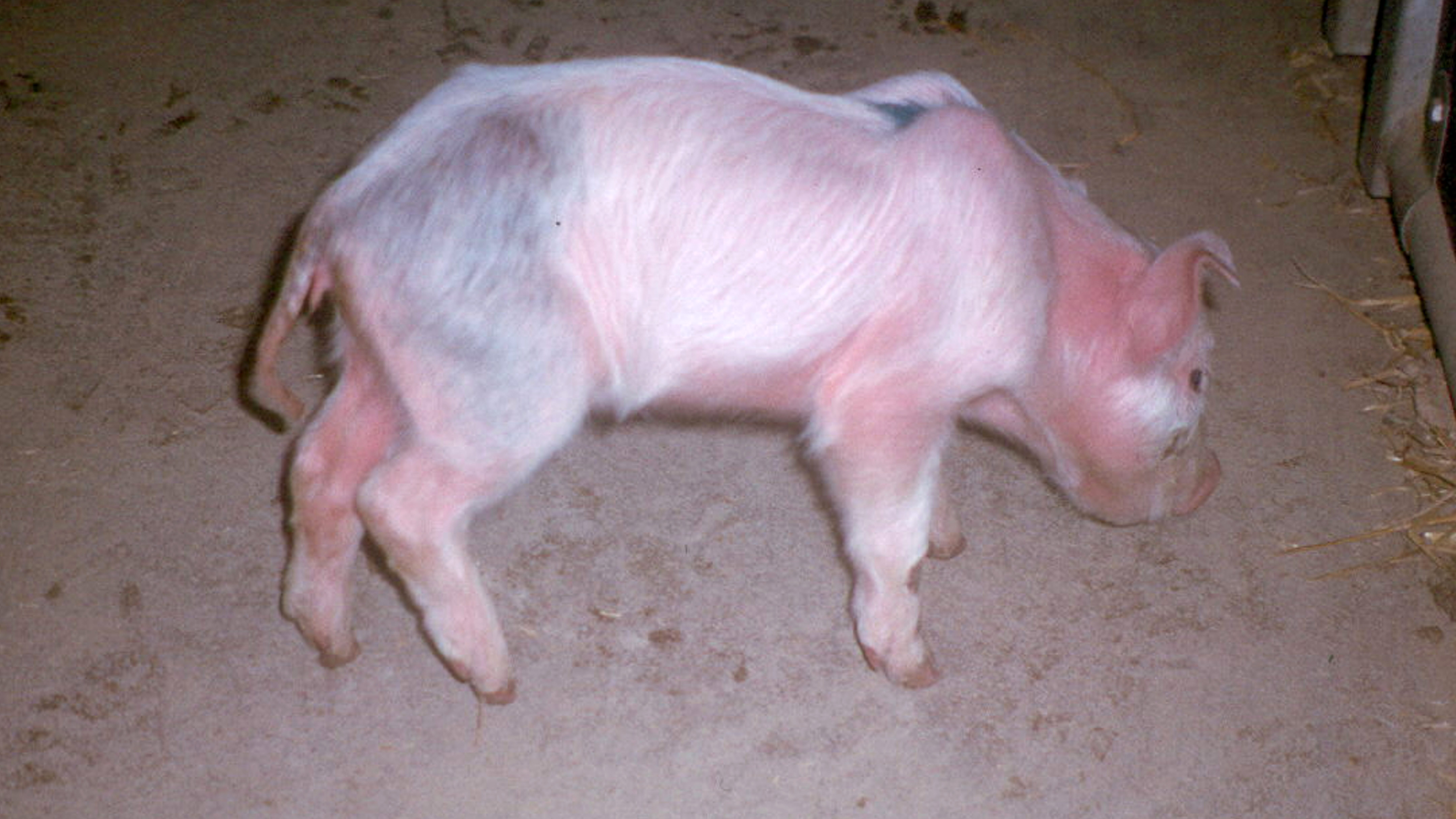 En spädgris går runt på ett golv i en inomhusmiljö. Foto.