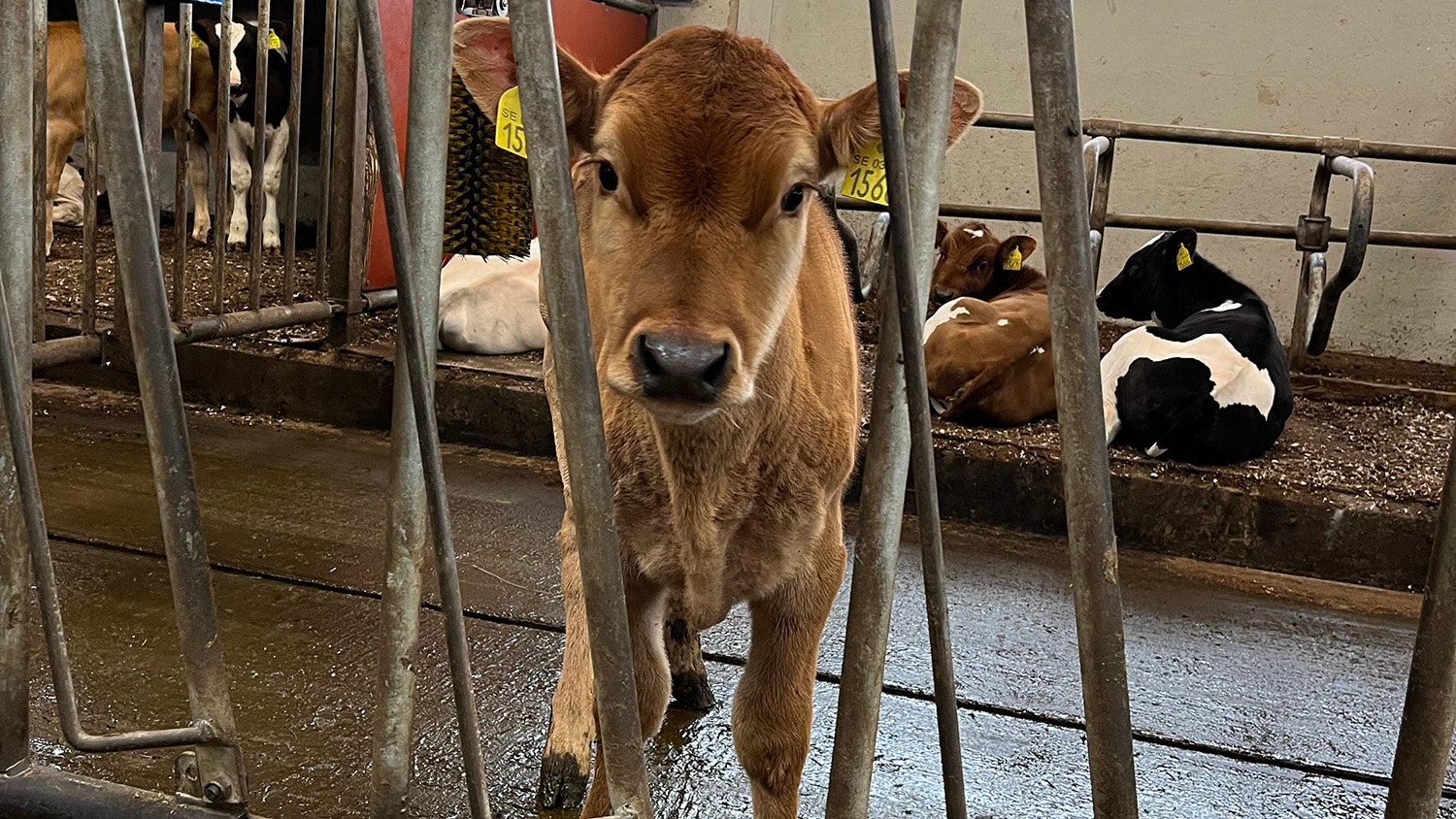 En liten brun kalv står i en ladugård och tittar in i kameran, fler kalvar i bakgrunden. Foto.