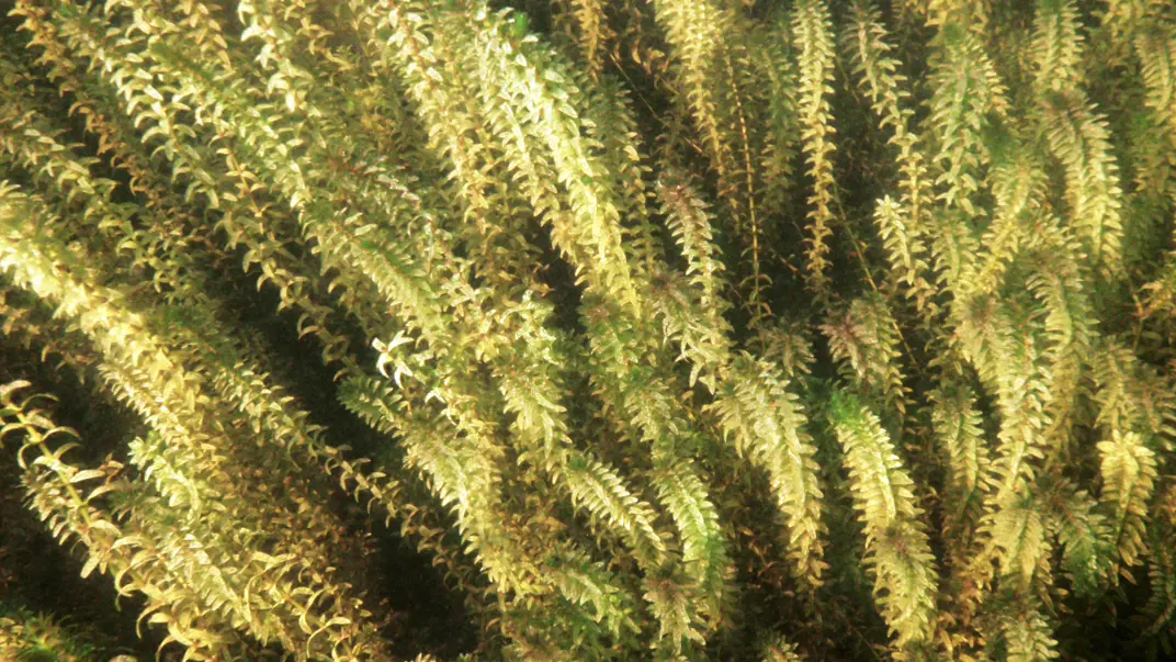 Green, lush, under water plants. Photo.