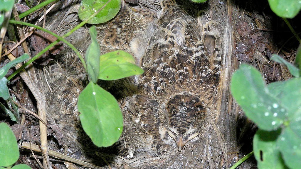 Välkamoflerade fågelungar i bo