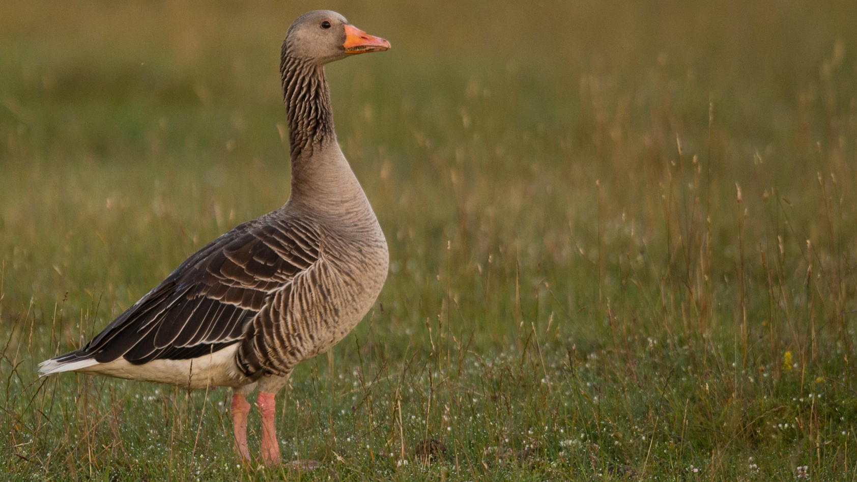 En grågås står på en strandäng