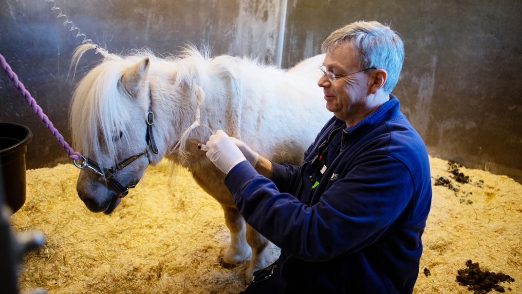 Person sittin beside a smal horse.