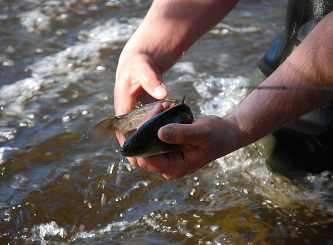 En person håller i en fisk.