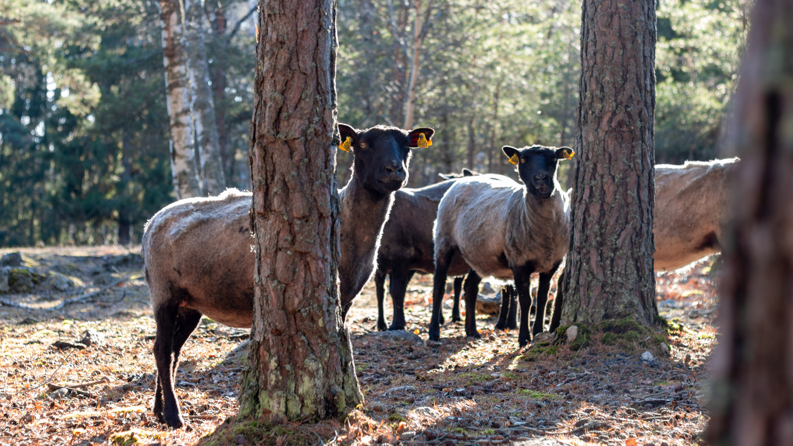 A group of dark sheep in the forest